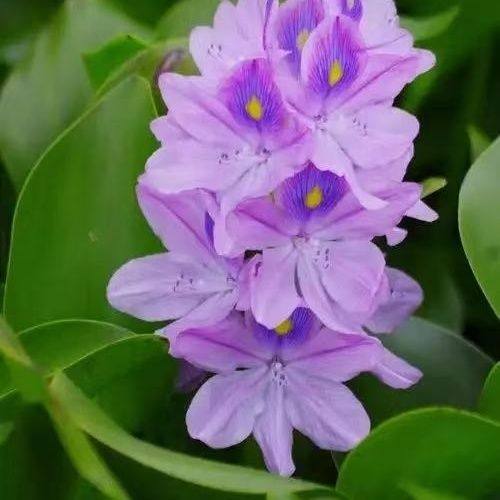 水葫芦 凤尾莲水草鱼缸乌龟虾花卉鱼池塘水生植物种苗莲花