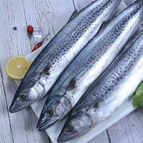 山东大鲅鱼 马鲛鱼  新鲜鲅鱼 燕鲅鱼 渔港顺丰直发