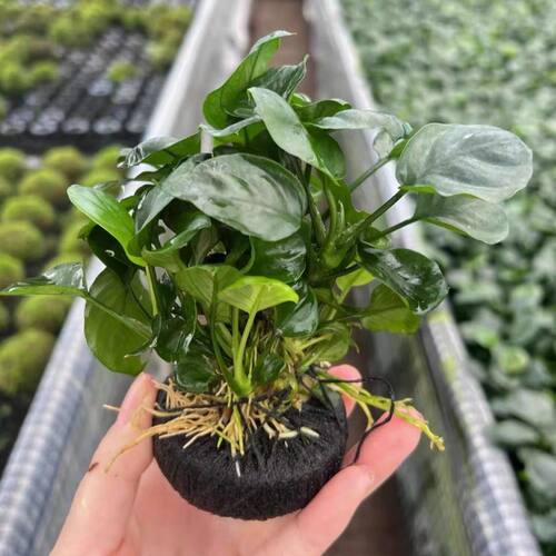 金钱榕坨草沉水好养耐活新手水草热带鱼缸新手水草增氧金钱榕