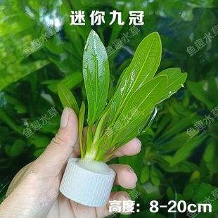 迷你九冠大叶绿九冠前中后景真活体水草净化水质鱼缸造景好养易活