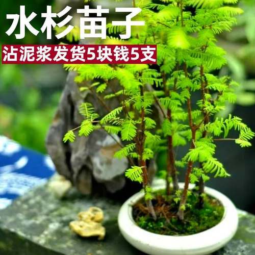 水培鱼缸造景溪流缸水杉盆栽盆景绿植水草室内外花卉鱼池水生植物