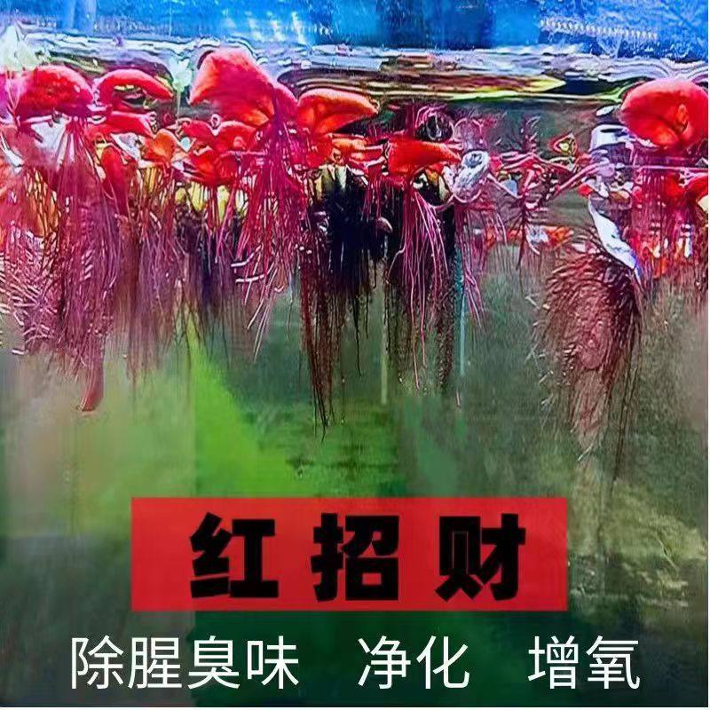 红毛丹水浮萍一叶莲水草生植物鱼缸造景净化水质养鱼养龟水培植物