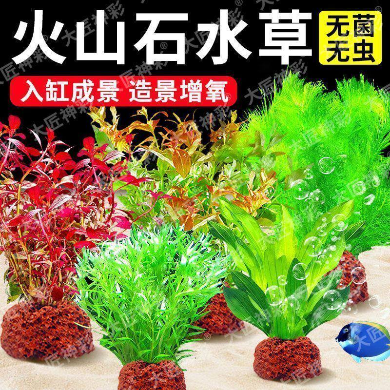 蜈蚣草鱼缸造景清仓新手水草好养耐活植物水下叶净水真草