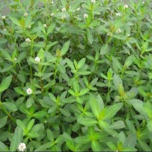 水花生浮萍水草养鱼龟缸造景鱼缸真水草除No3净化水质水族箱造景