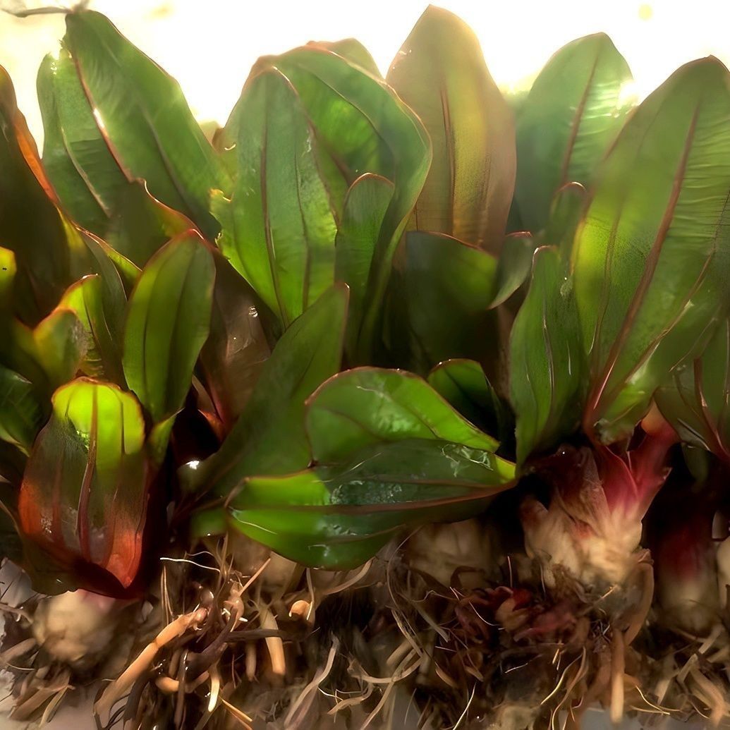 迷你红九冠活体水草好养易活水下叶水草懒人草前景草鱼缸造景装饰