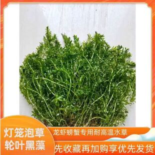 轮叶黑藻芽孢灯笼泡节节草籽小龙虾螃蟹养殖高温水草净化水质