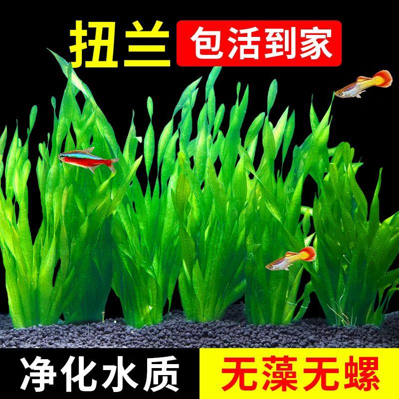 扭兰原生缸溪流缸水兰鲜活水草飘逸大水兰小水兰鱼缸造景细叶水兰