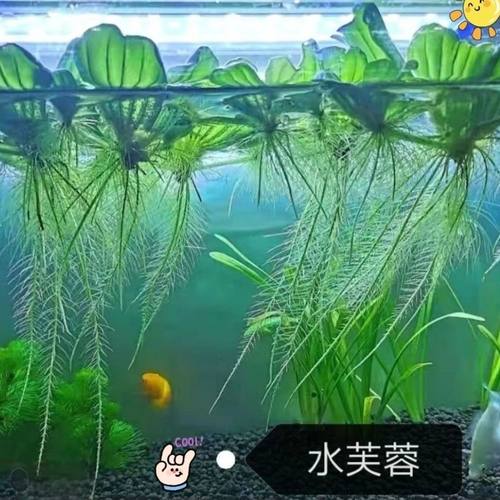 水芙蓉水生植物净化水质造景养鱼养虾水培水草鱼缸懒人浮萍