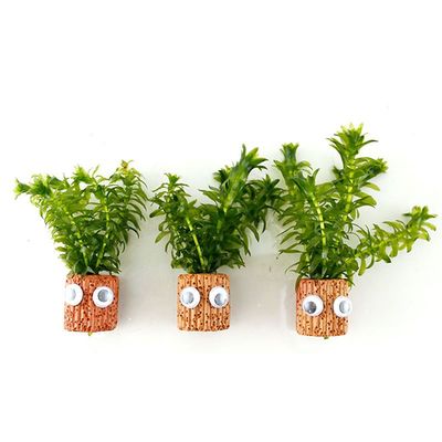 水草植物真草鱼缸造景水培淡水活体套餐莫斯懒人前中后景阴性水草