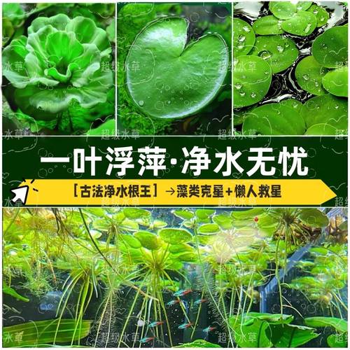 一叶莲浮萍水培植物鱼缸水草造景碗莲睡莲水养生净化水质好养开花