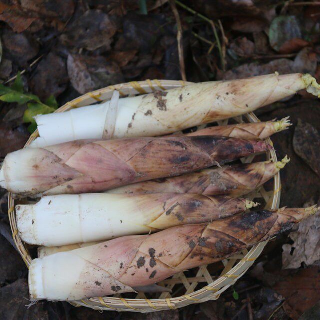 浙江临安竹笋5斤春笋新鲜雷笋3斤嫩脆