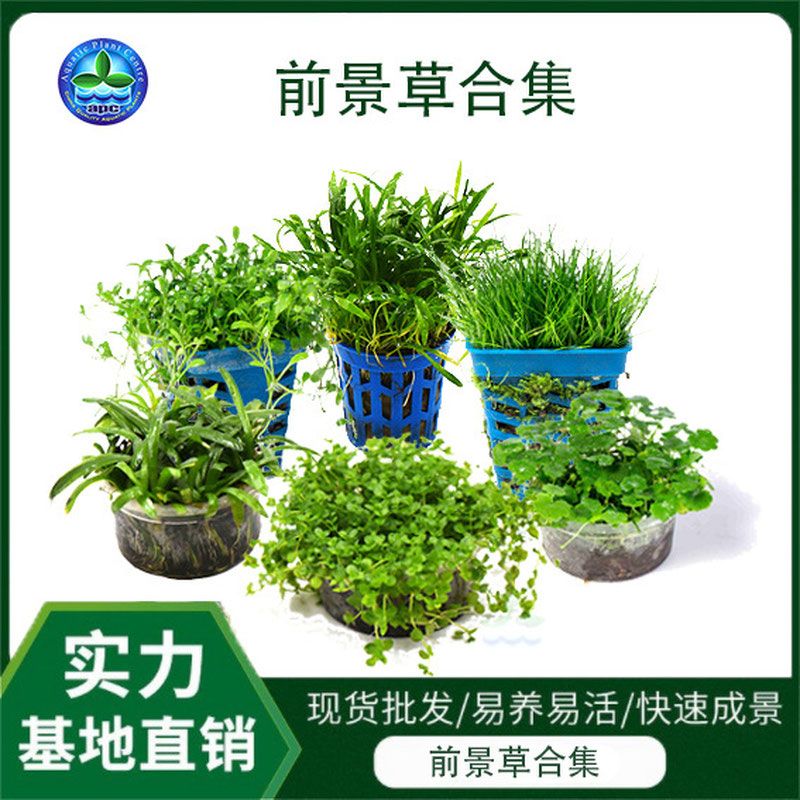 爬地珍珠日本矮珍珠前景草类合集活体水族箱鱼缸造景迷你