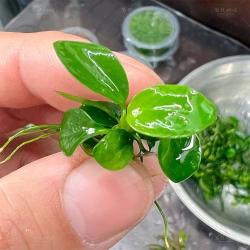 小叶榕水榕水草前景矮生命之树沉木迷你榕树水草鱼缸造景水榕