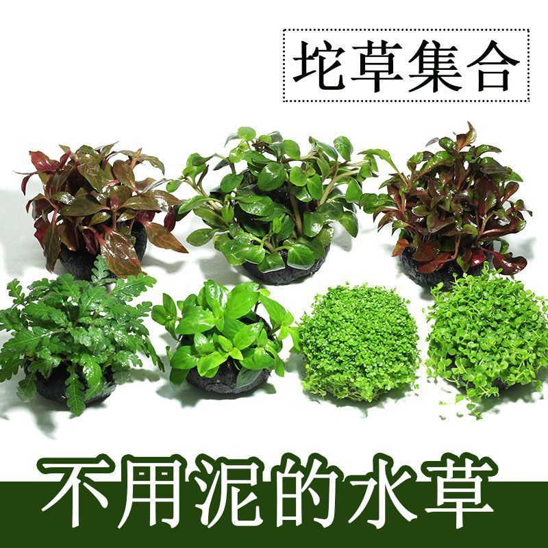坨草套餐组合增氧水草懒人水草一整套真草孔雀鱼净化水质鱼缸造景