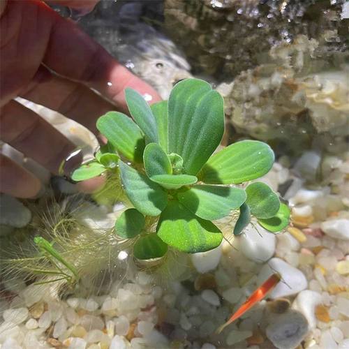 水芙蓉水浮莲水浮水生鱼缸水草植物净化水质易养龟缸水族造景养鱼