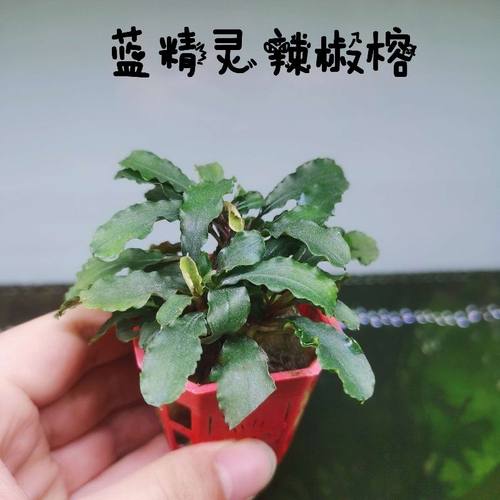 辣椒榕水草易鱼缸造景淡水植物沉木阴性无需幽灵布朗尼