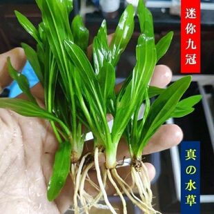 绿九冠迷你九冠鱼缸水族箱鱼缸造景淡水活体阴性水草沉木造景植物