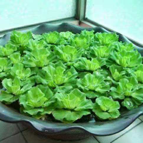 水芙蓉水浮萍水葫芦水培水生植物净化水质养鱼养虾养龟园林池塘