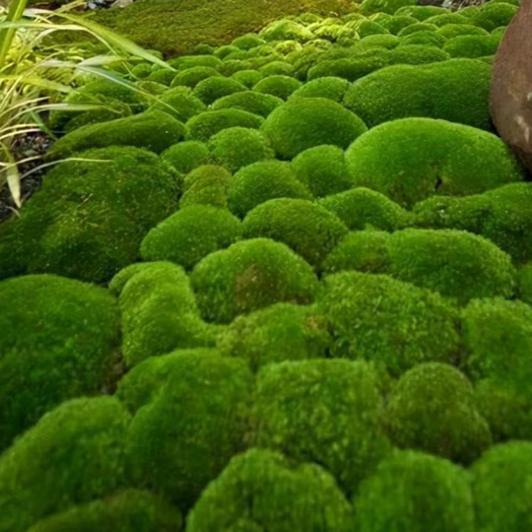 苔藓青苔微景观植物铺面盆景草鱼缸苔藓生态瓶活苔藓缸造盆景造景