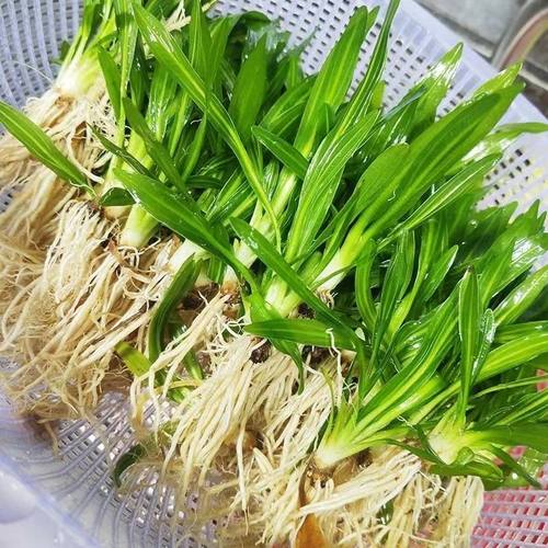 迷你九冠皇冠类新手水草好养耐活真水草活体植物铁皇冠鱼缸活植物