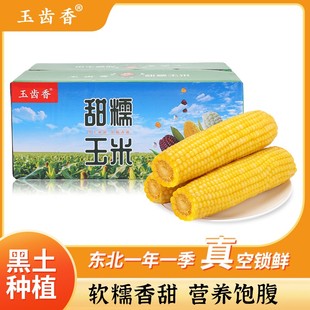 玉齿香东北黄糯玉米260克 试吃3支 10支微甜香 25年新玉米