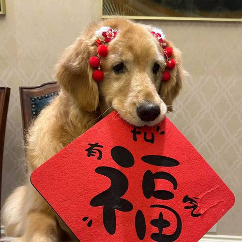 狗狗发夹可爱宠物猫咪金毛新年装扮配饰中国风红色流苏发卡头饰