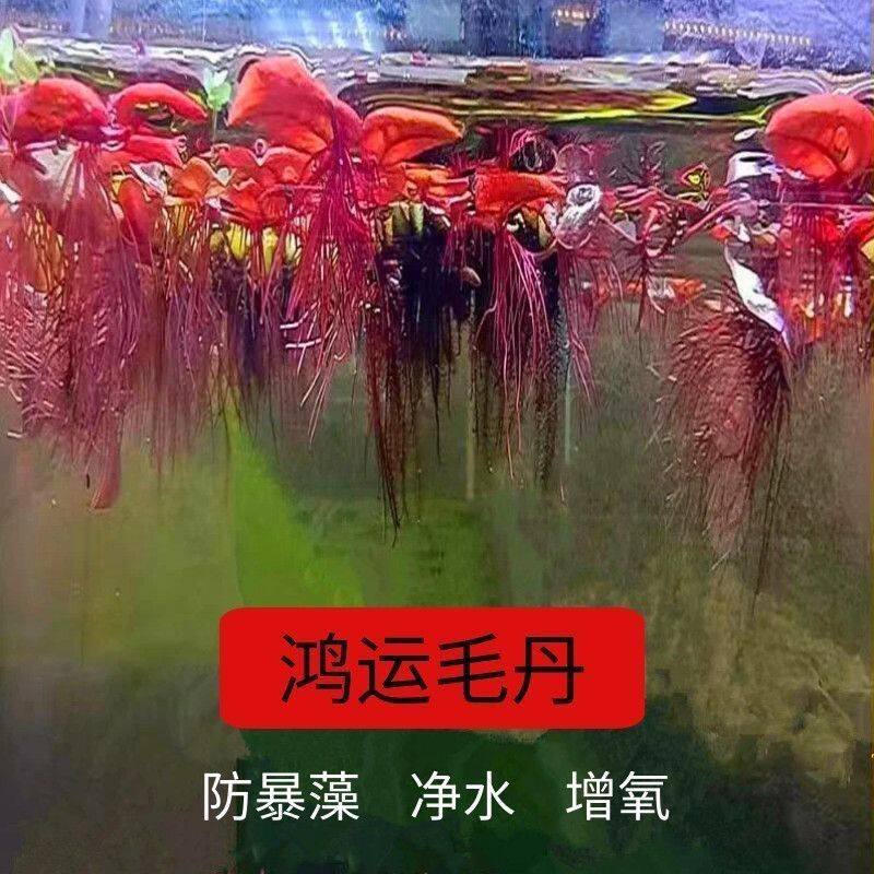 红毛丹浮萍水草绿植植物鱼缸装饰造景净化水质养鱼懒人增氧水培