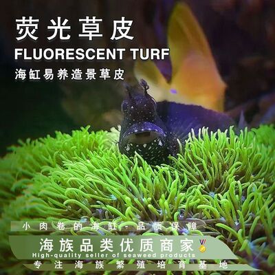 荧光绿草皮LPS软体珊瑚长短须海缸观赏造景新手入门易养活体珊瑚