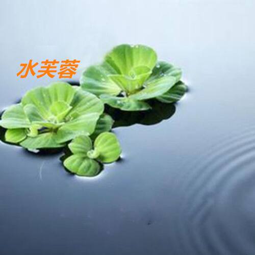 水芙蓉苗水浮莲水白菜水培植物水生植物池塘鱼缸造景养殖净化水质