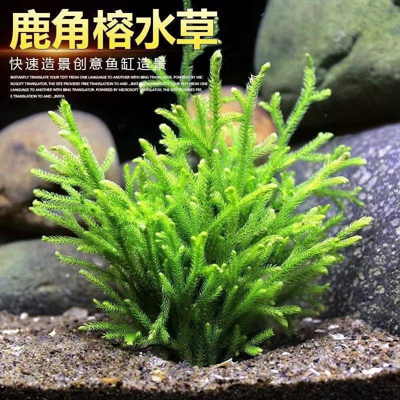 鹿角榕懒人水草植物淡水无土耐低温苔藓鱼缸生态瓶雨淋缸造景