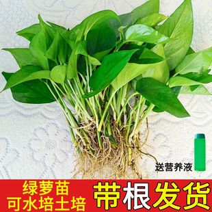 绿萝水培植物水养办公室内懒人除甲醛净化空气家用客厅摆放绿箩苗