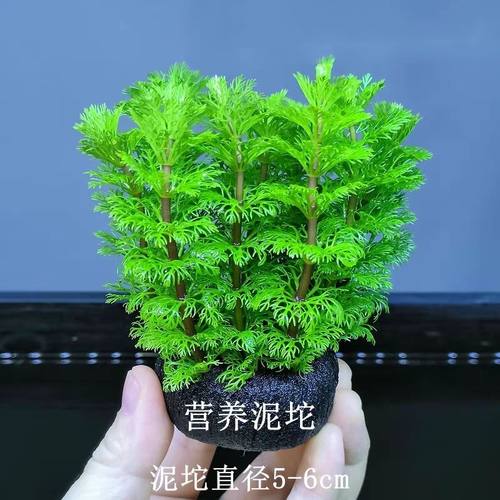 绿菊坨草增氧懒人球形水草一整套斗鱼鱼缸造景无需底砂净化水质罗