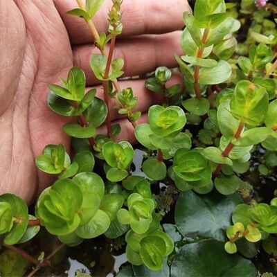 圆叶水草鱼缸造景净化水质水培水生花卉浮萍微景观水族箱绿植装饰