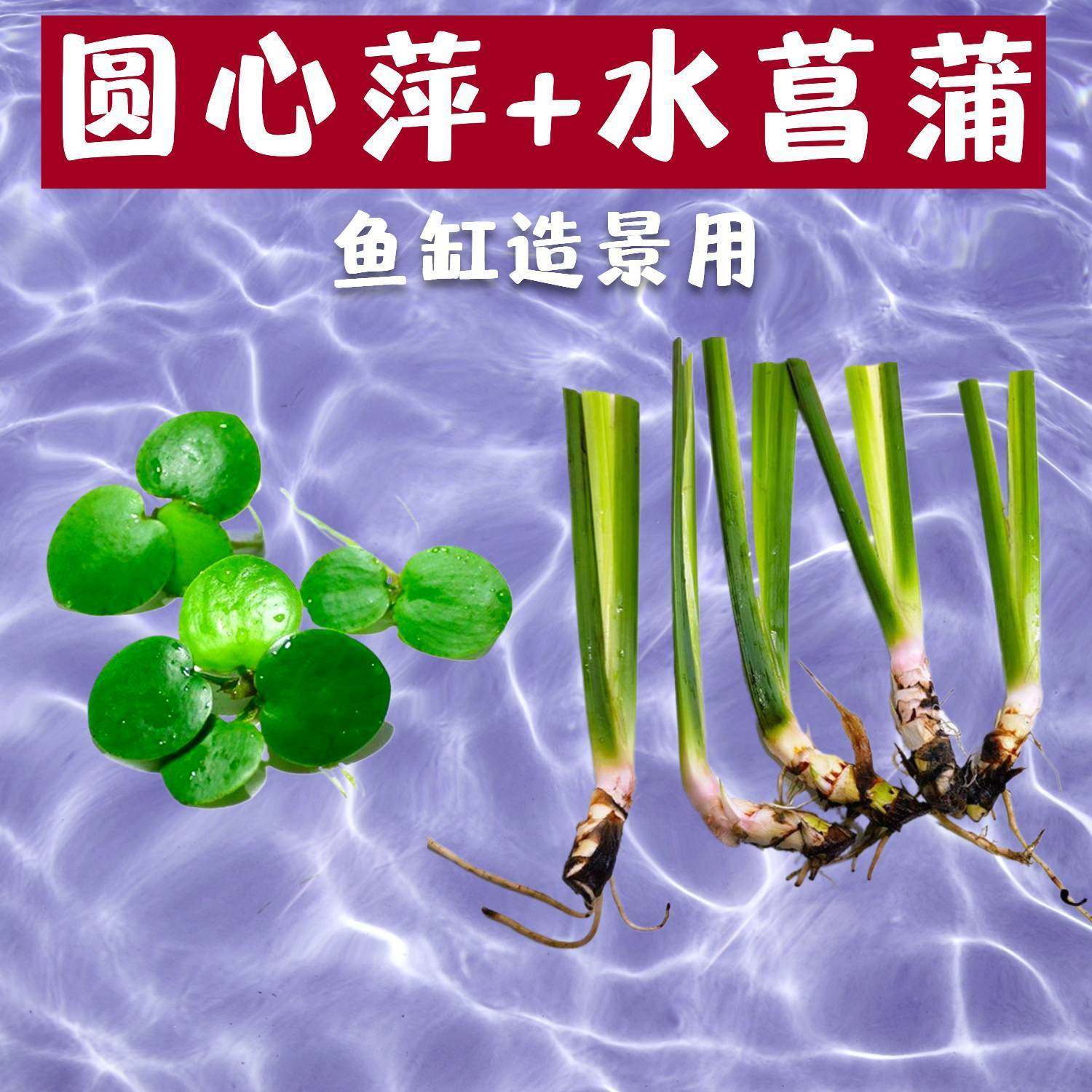 水菖蒲水草净化水质鱼缸植物红毛丹庭院养鱼鱼虾造景池塘圆心浮萍