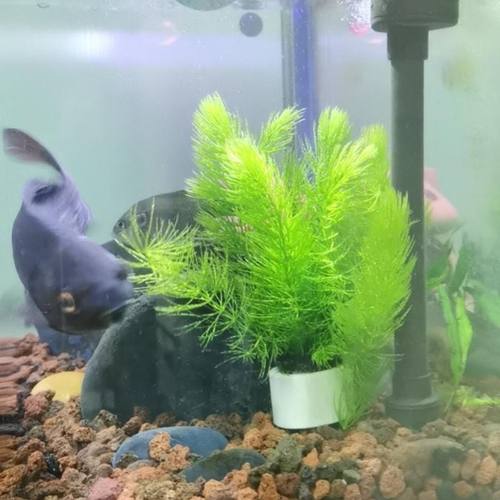 鱼缸金鱼藻水草真草懒人造景好养后景水培绿植阴性净化水质增氧