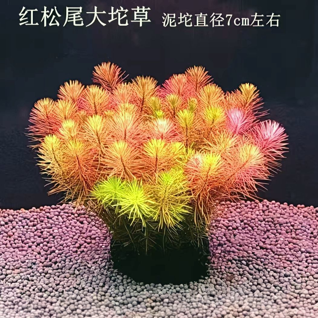 红松尾坨草小圆叶懒人增氧新手植物阴性水草造景后景鱼缸净化水质