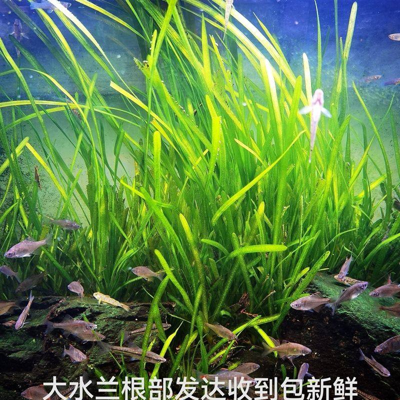大水兰活体水下叶阴性后景草增氧包活鱼缸真草鲜活新手净化懒人