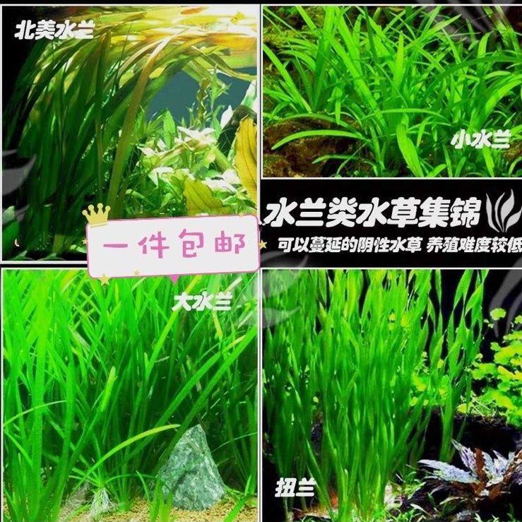 水草大水兰水草九冠原生缸造景水下叶后景草细叶水兰扭兰北美水兰