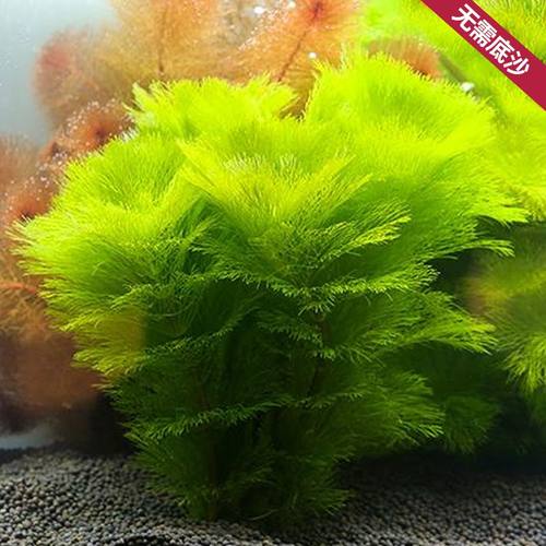 爬地矮珍珠趴地火山石水草迷你矮鱼缸造景前景草坪阴性淡水植物