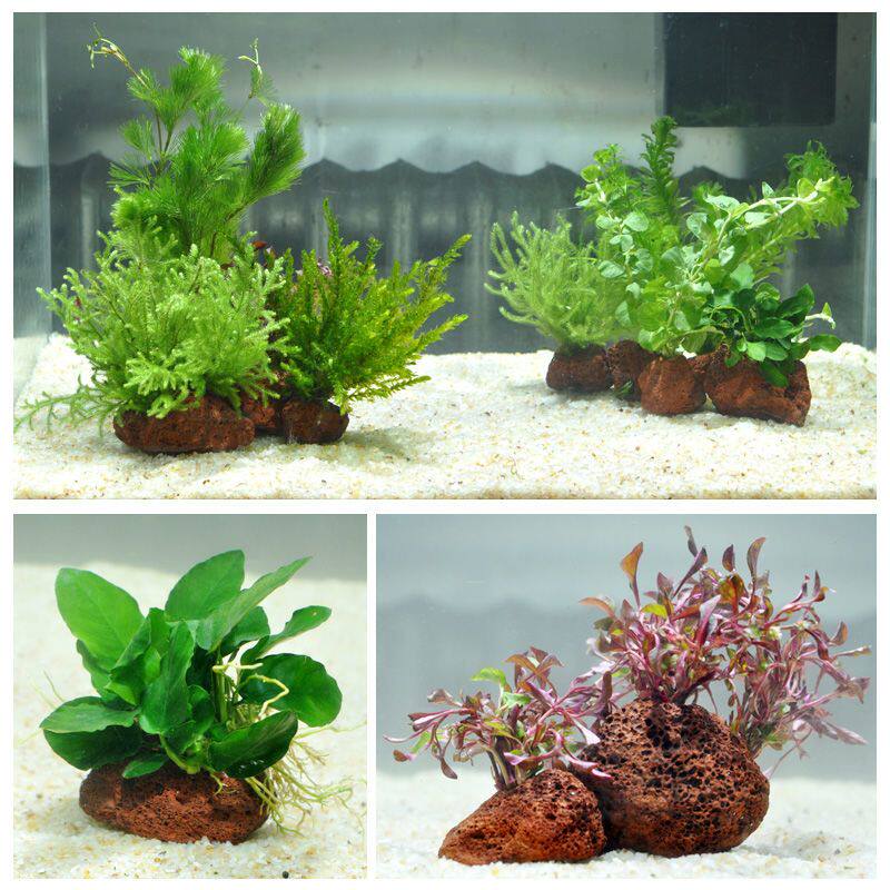 鱼缸造景套餐阴性水榕沉木活体水草火山石高水草淡水无土植物增氧