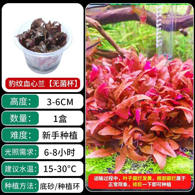红色造景懒人水草豹纹血心兰套餐丁香无需鱼缸后景植物淡水下造景