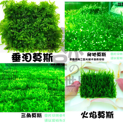 鱼缸沉木造景散装莫斯鹿角苔火焰垂泪松茸怪厥三角懒人水草草坪