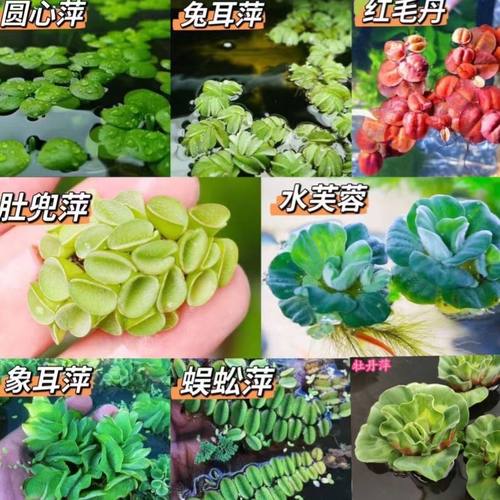 鱼缸造景净化水质肚兜萍水浮萍组合套餐养鱼虾龟活体浮性水培植物