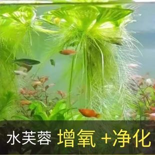 浮萍水草水生植物水芙蓉水葫芦肚兜净化水质养鱼水培植物鱼缸造景