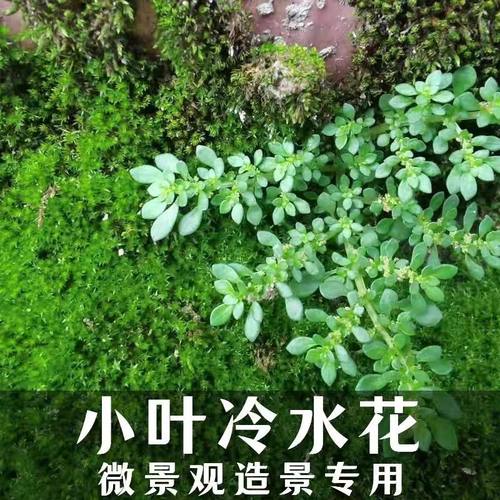 野生冷水花缸造景植物假山园林庭院绿化喜湿室内四季常青好养易活