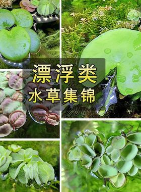 鱼缸浮萍浮性水草圆心萍肚兜萍槐叶萍紫背萍净化水质微景观水族箱