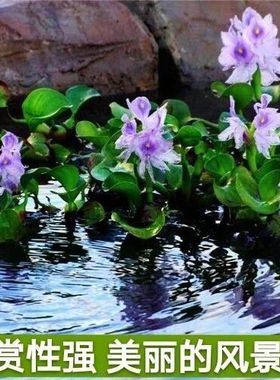 懒人水草水葫芦槐叶浮萍养鱼养龟漂浮性水草鱼缸造景原生态水芙蓉