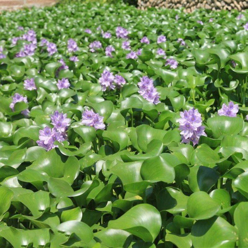 扔到水里就活 净化水源水质水生植物水葫芦苗凤眼莲池塘河里绿化