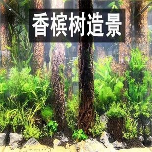 天然森林香槟木鱼缸造景乌龟晒台爬宠造景