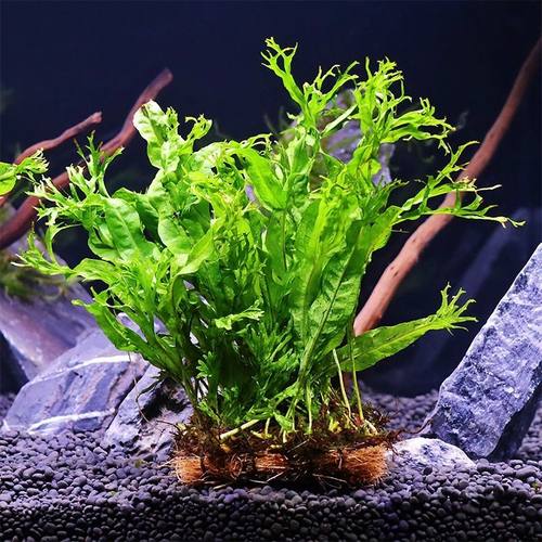 细叶铁皇冠草活体植物中后景草懒人水草丹麦鹿角铁带底座鱼缸造景